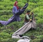 پرداخت ۹۵ درصد مطالبات چایکاران شمال کشور