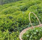 پرداخت بهای برگ سبز چای خریداری شده از چایکاران شمال
