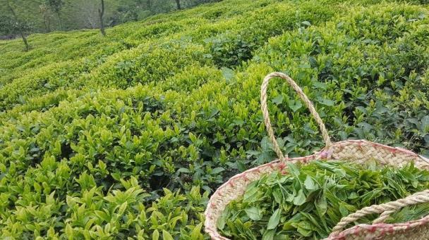 پرداخت بهای برگ سبز چای خریداری شده از چایکاران شمال