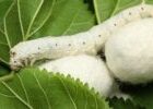 برداشت پیله ابریشم در روستای بیالوا شفت آغاز شد