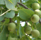 گردو درمان اختلالات مغز است